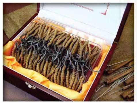 江达冬虫夏草回收